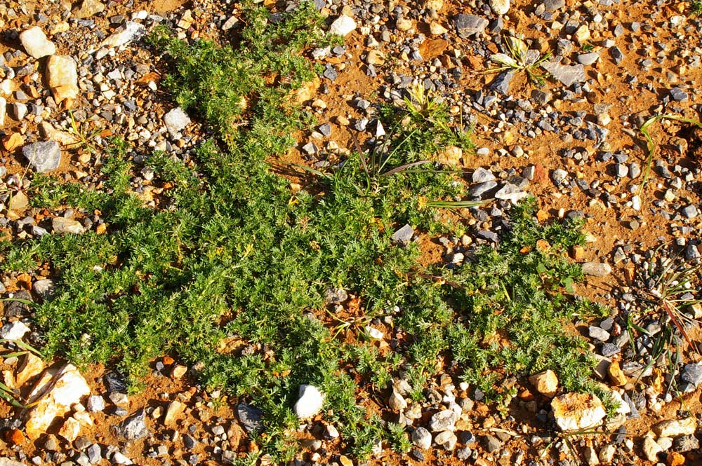 Lepidium didymum (=Coronopus didymus) / Lappolina americana